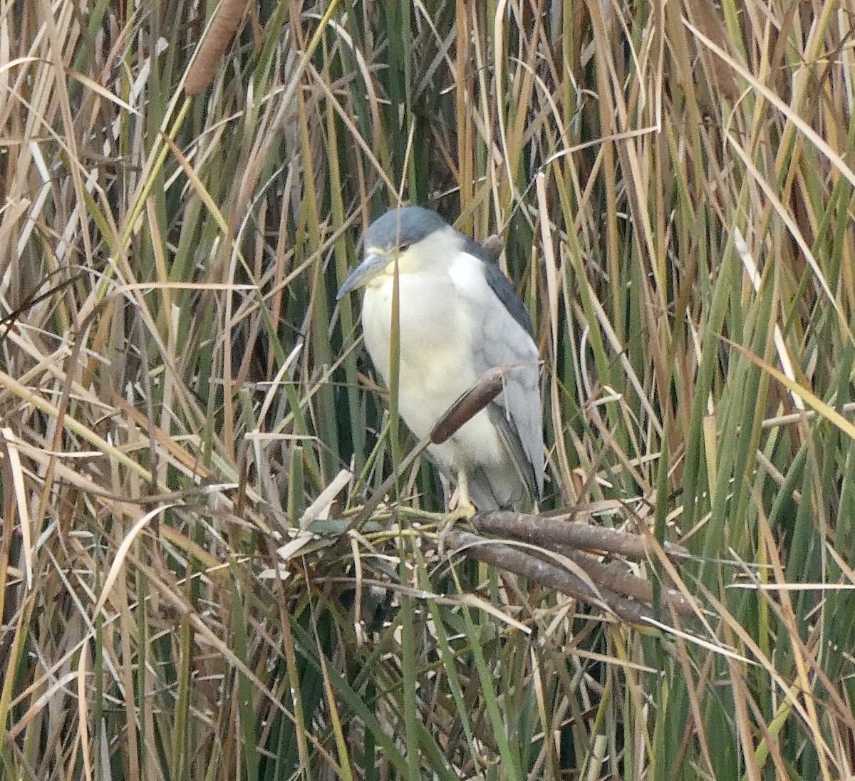 Black-crowned Night Heron - ML646476526