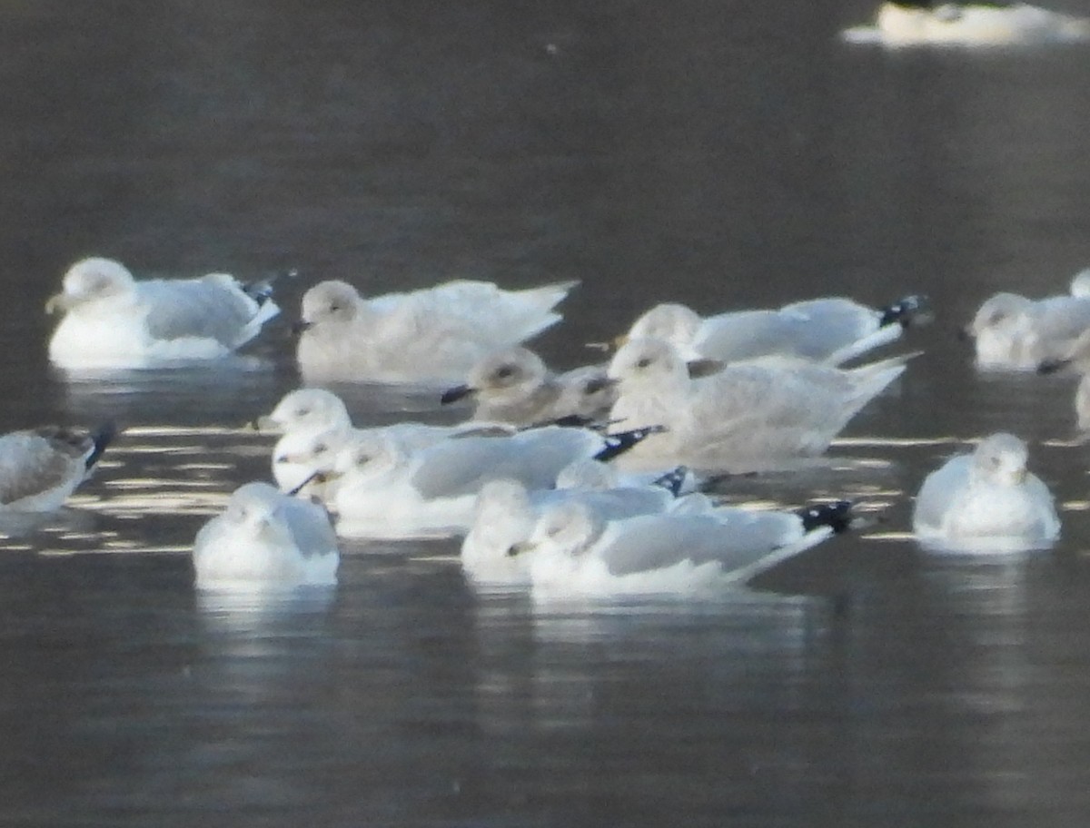 racek polární - ML646476527