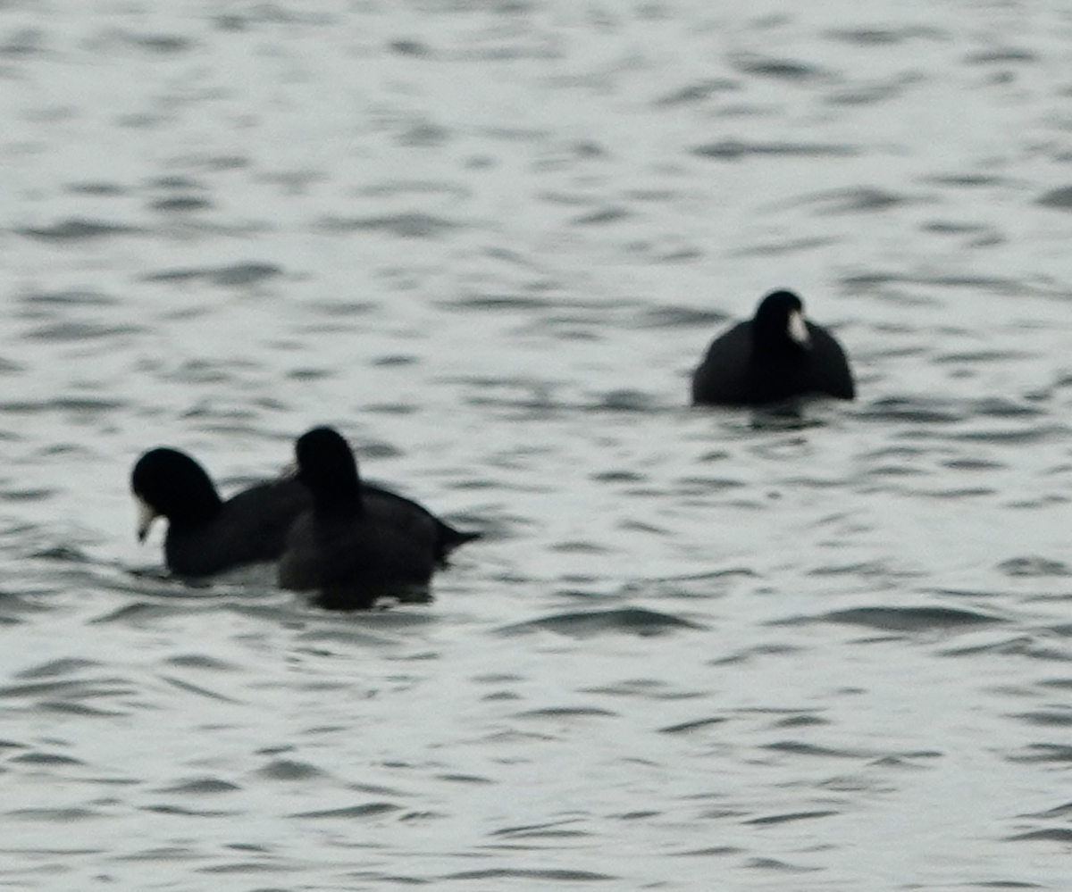 American Coot - ML646476528