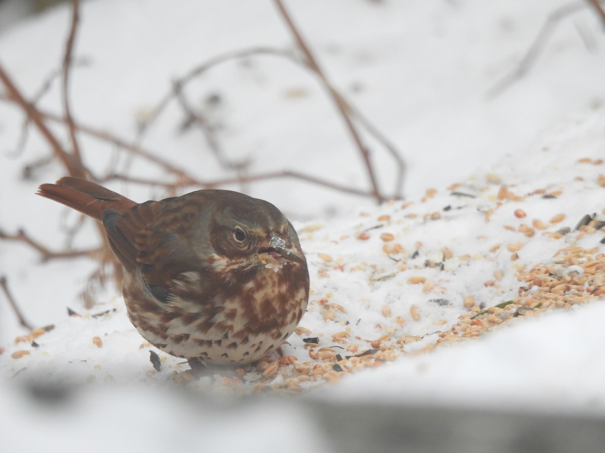 Fox Sparrow - ML646476529