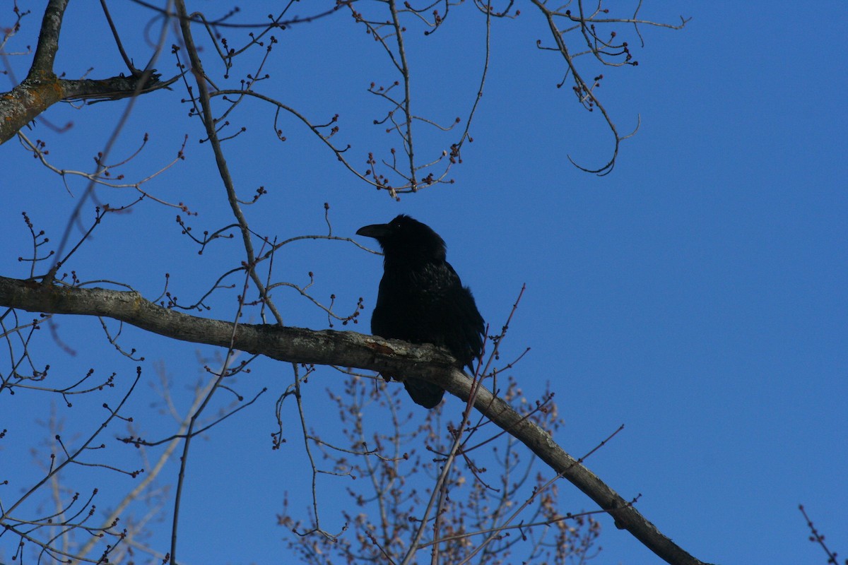 Common Raven - ML646476531