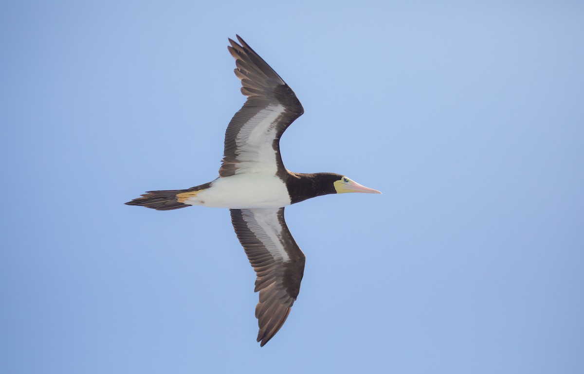 Brown Booby - ML646476532