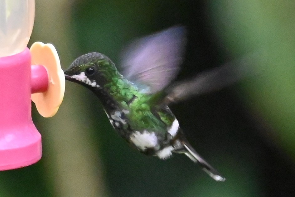 kolibřík trnoocasý - ML646476535