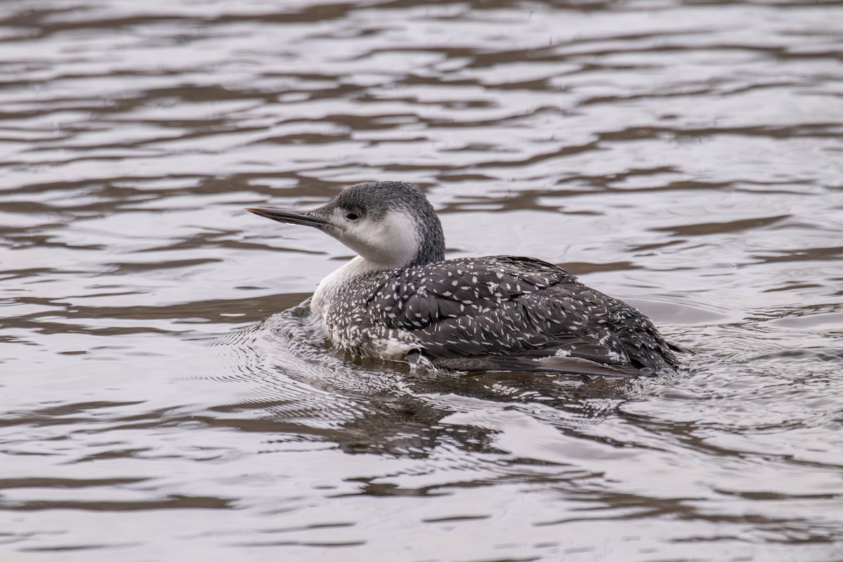 Red-throated Loon - ML646476537