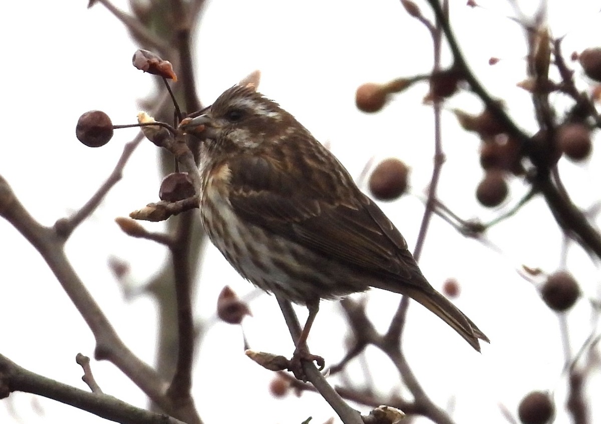 purpurfink - ML646476538