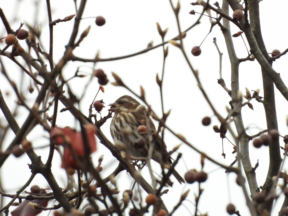 purpurfink - ML646476540