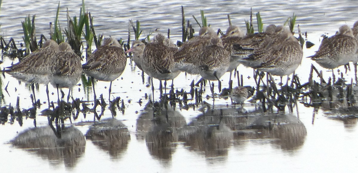 Barge rousse (groupe baueri) - ML646476541