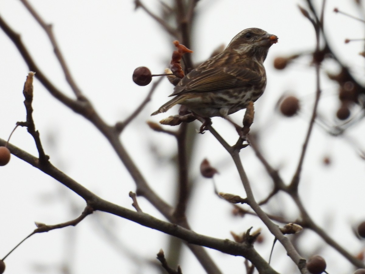 purpurfink - ML646476542