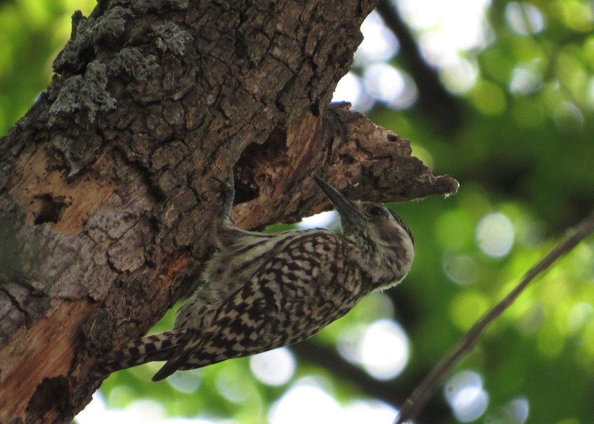 Checkered Woodpecker - ML646476543