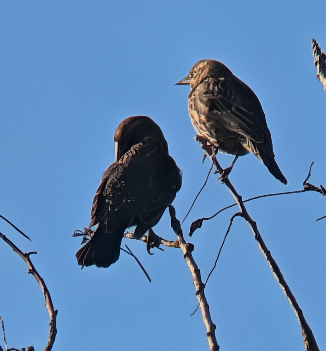 Red-winged Blackbird - ML646476544