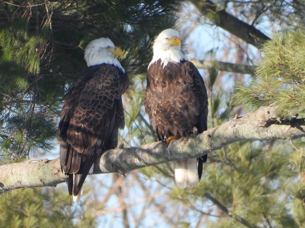 orel bělohlavý - ML646476549