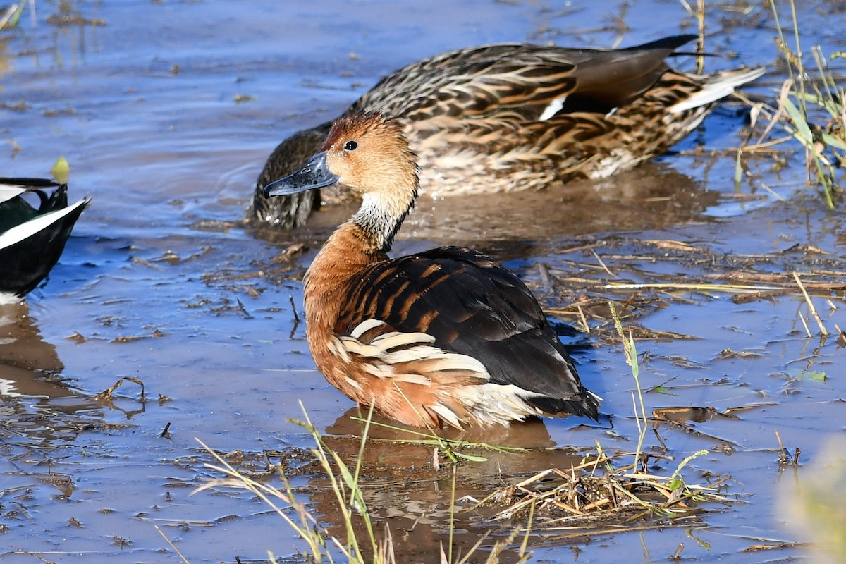 Fulvous Whistling-Duck - ML646476550