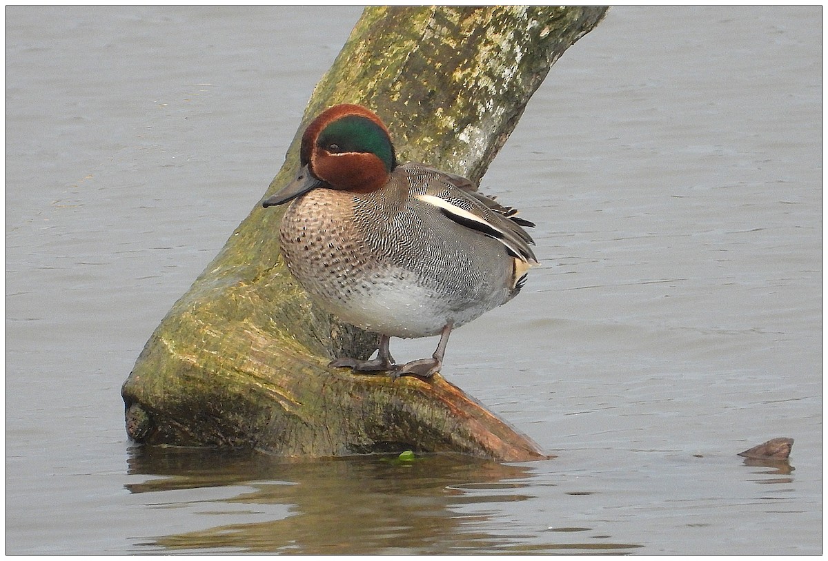 Чирянка мала - ML646476551