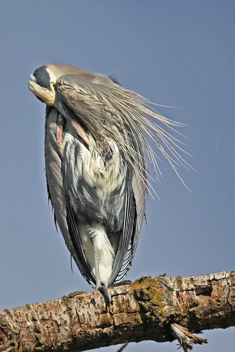 Great Blue Heron - ML646476553