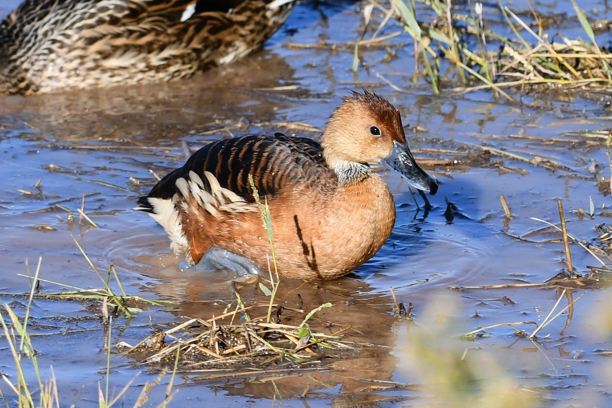 Fulvous Whistling-Duck - ML646476554