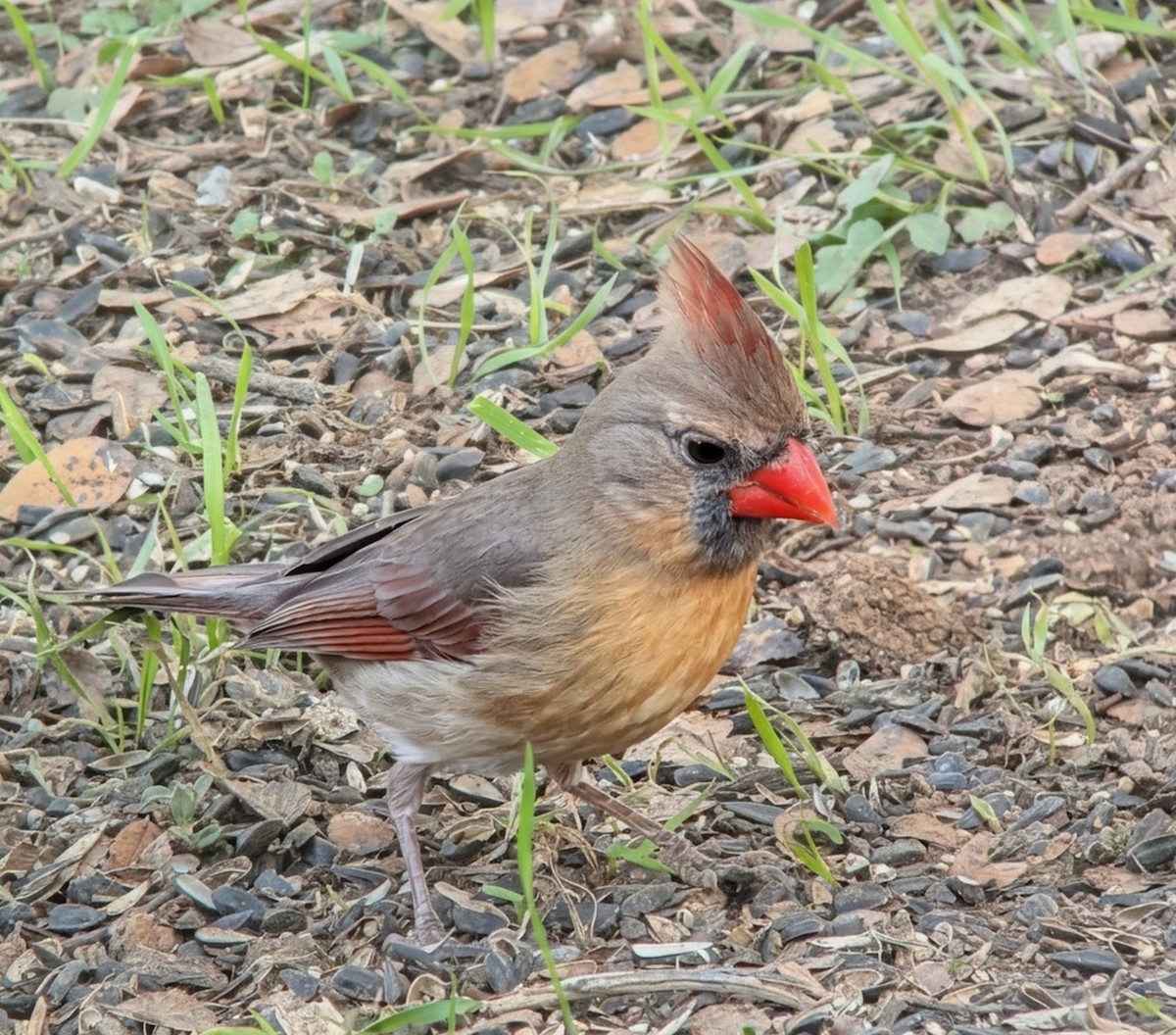 Northern Cardinal - ML646476556