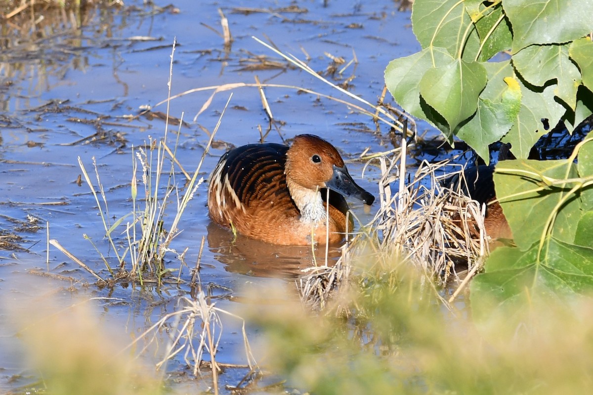 Fulvous Whistling-Duck - ML646476560