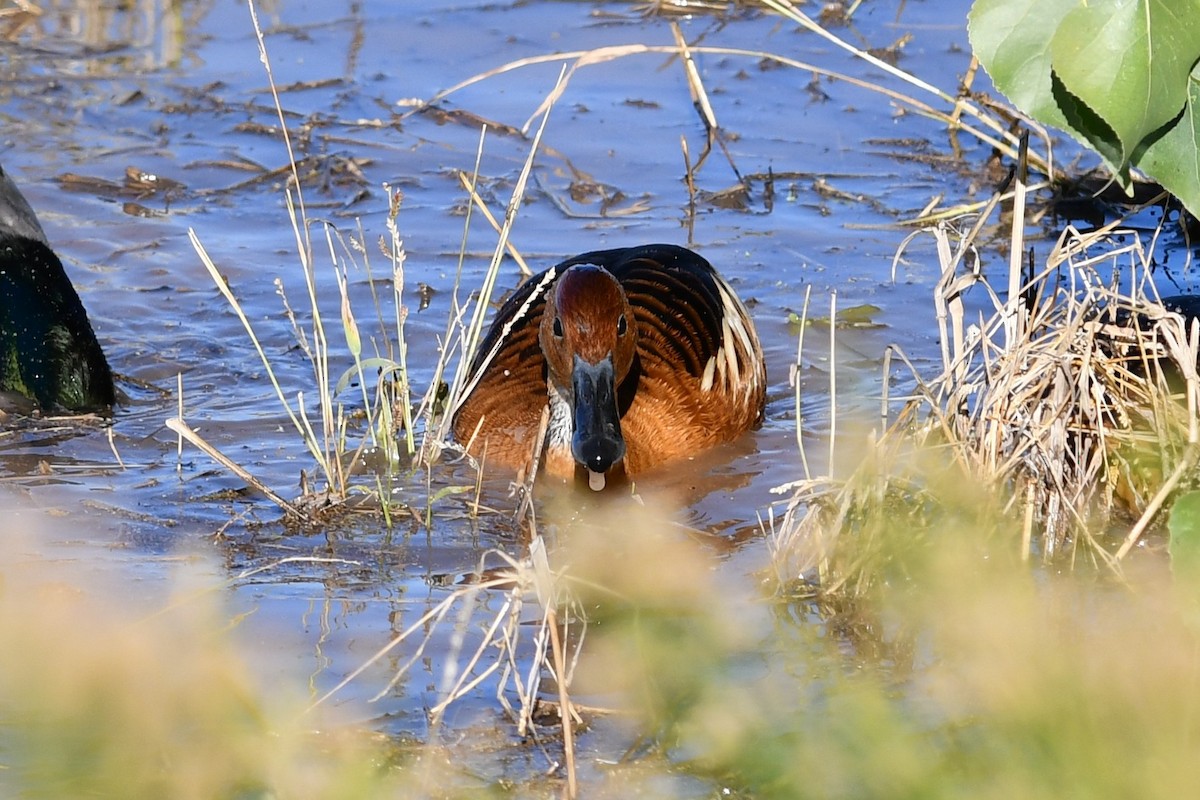 Fulvous Whistling-Duck - ML646476563