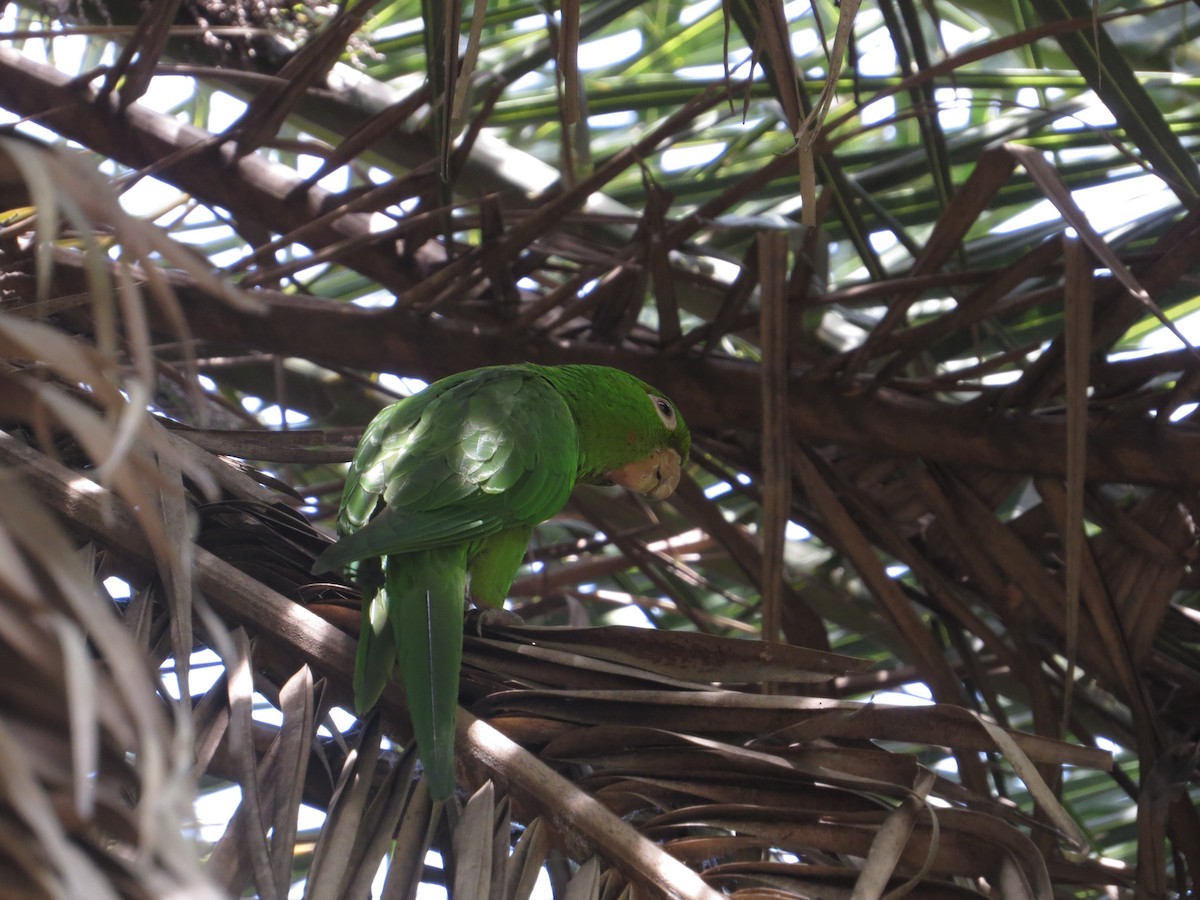 White-eyed Parakeet - ML646476564