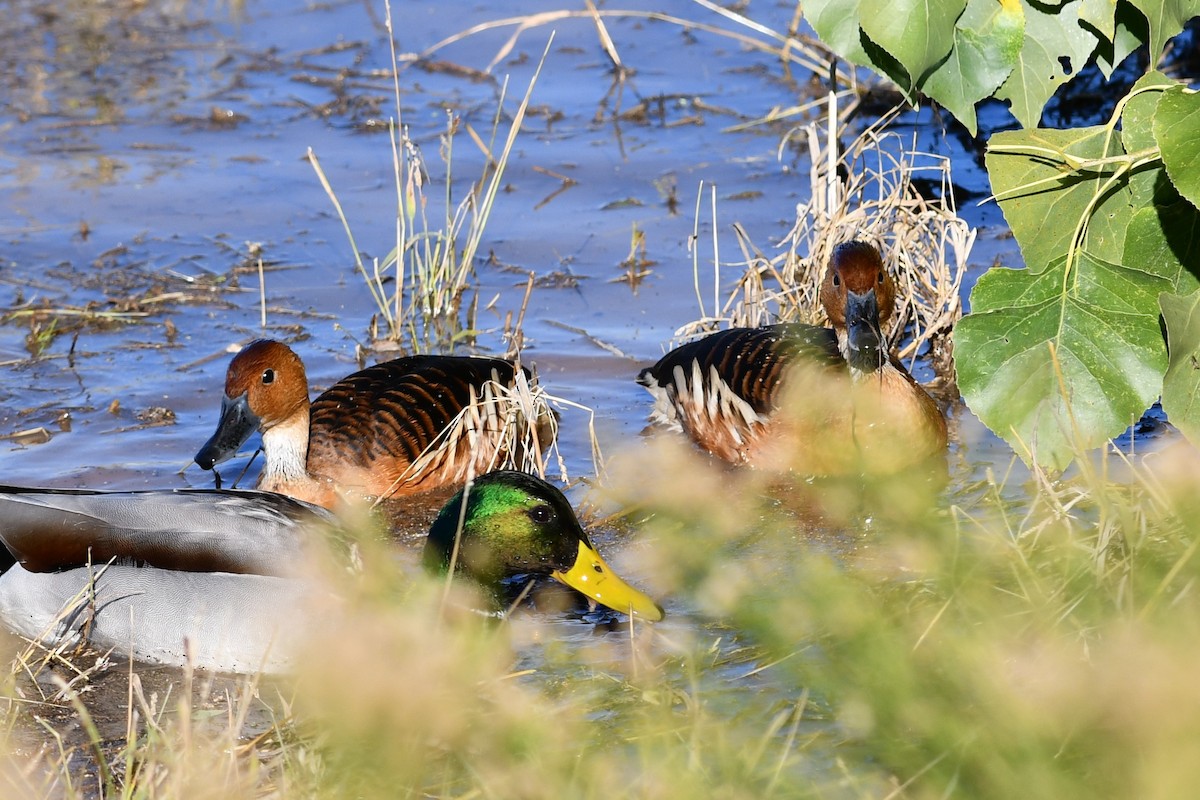 Fulvous Whistling-Duck - ML646476565