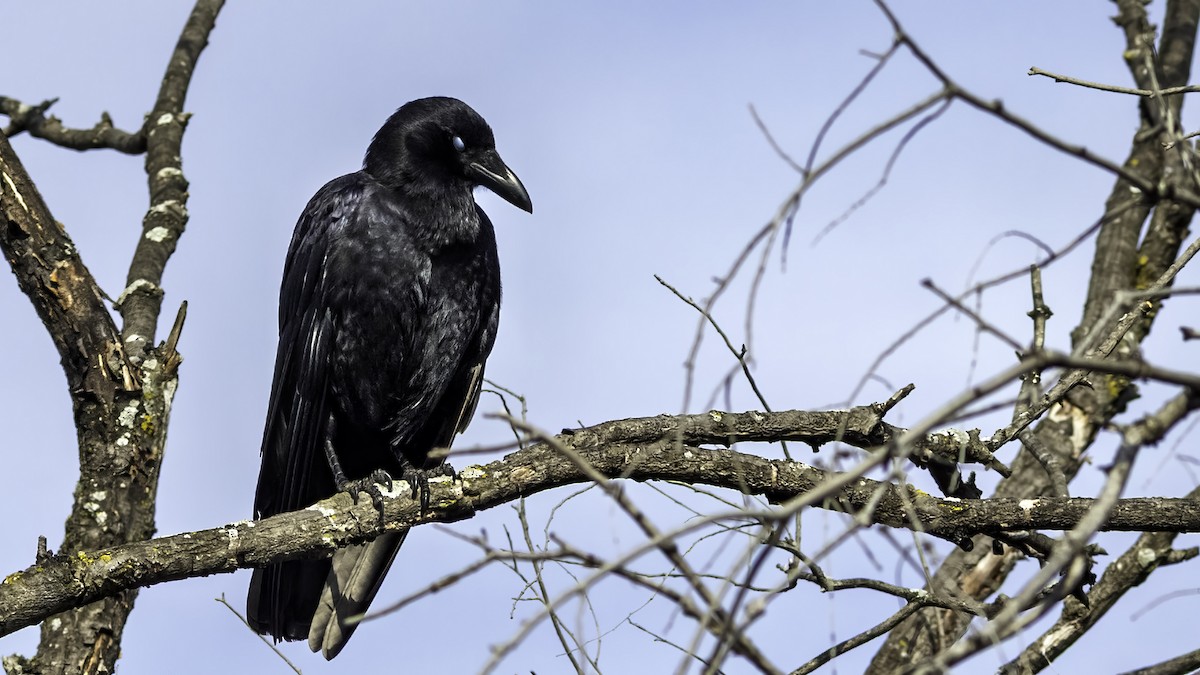 American Crow - ML646476569