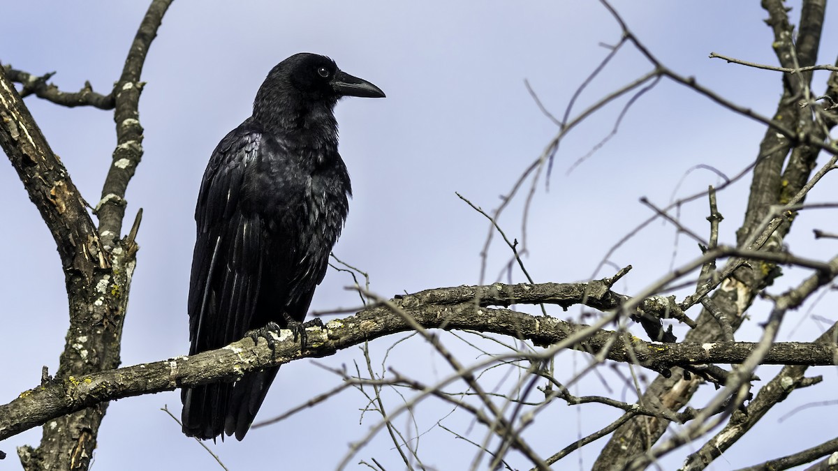 American Crow - ML646476573