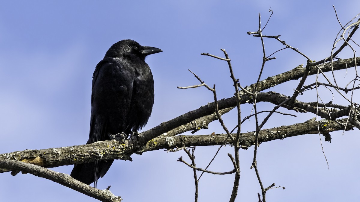 American Crow - ML646476575