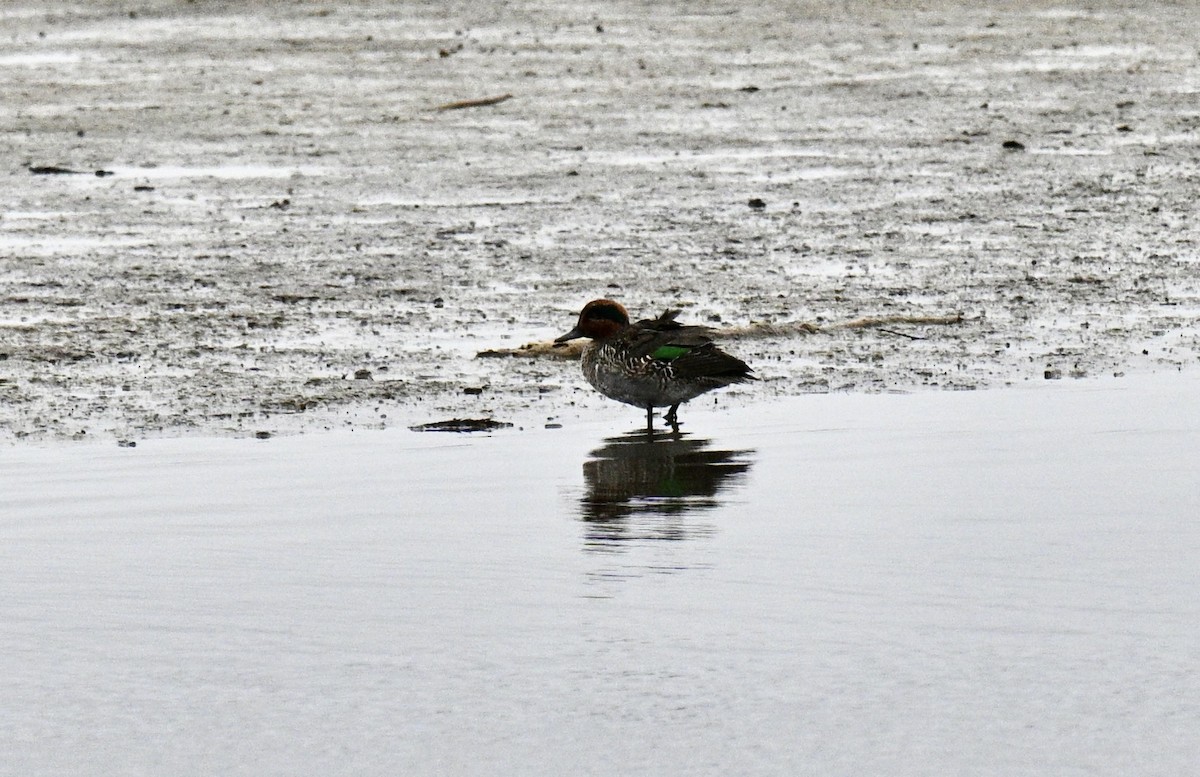 コガモ - ML646476576