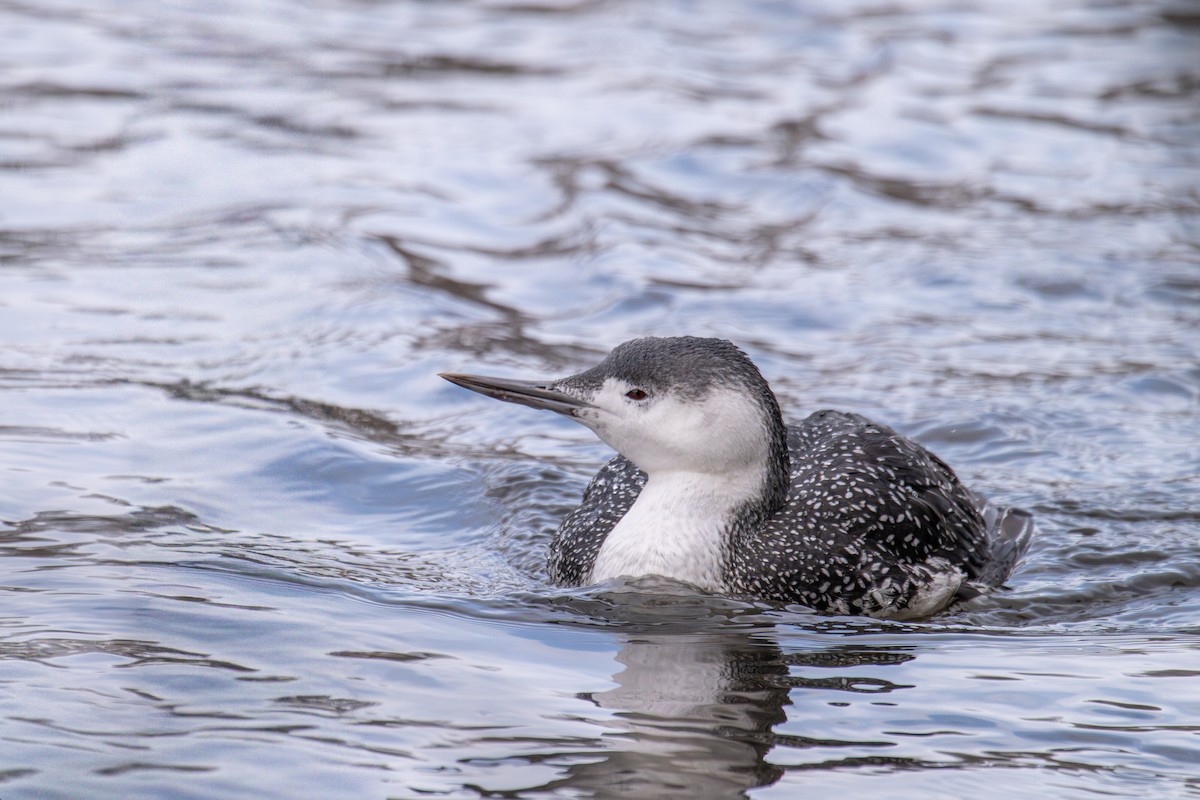 Red-throated Loon - ML646476581