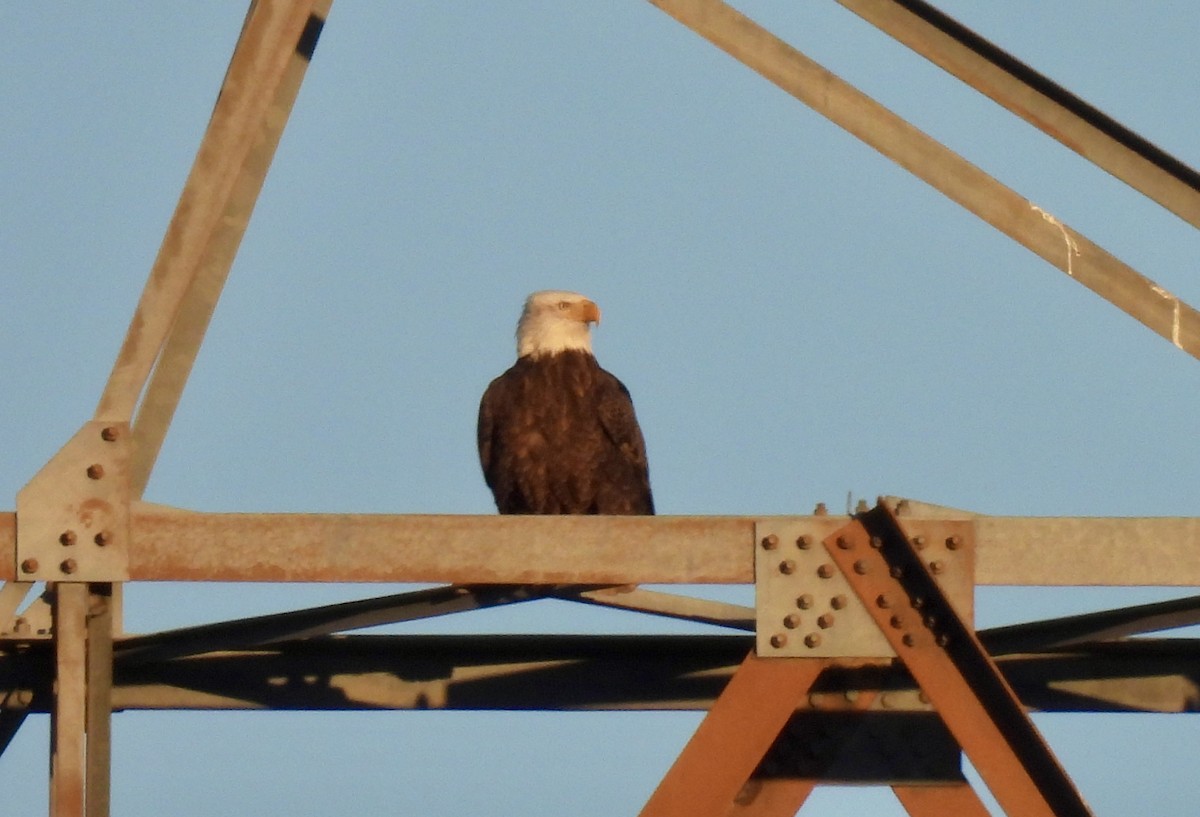 orel bělohlavý - ML646476582