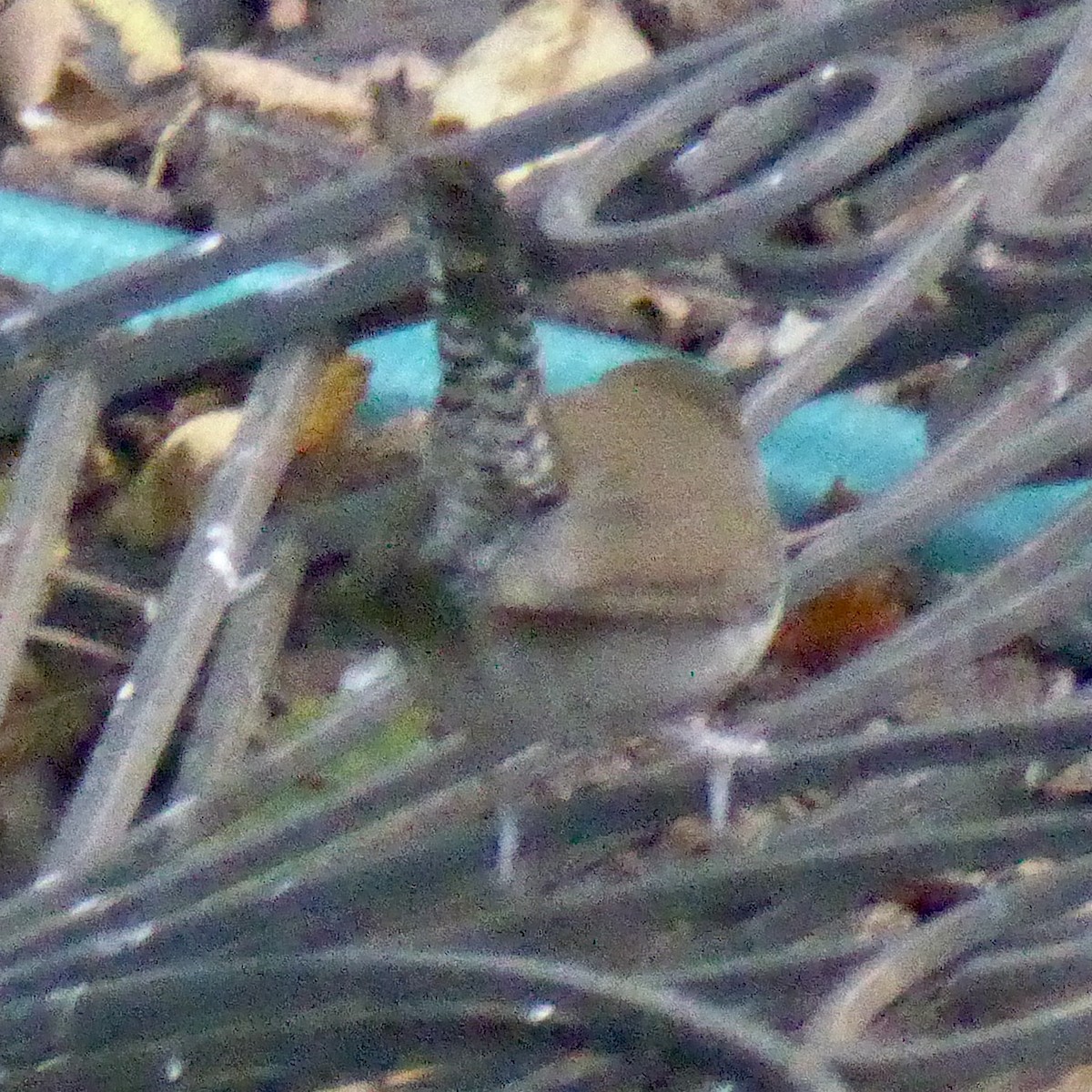 Підбуреник - ML646476583