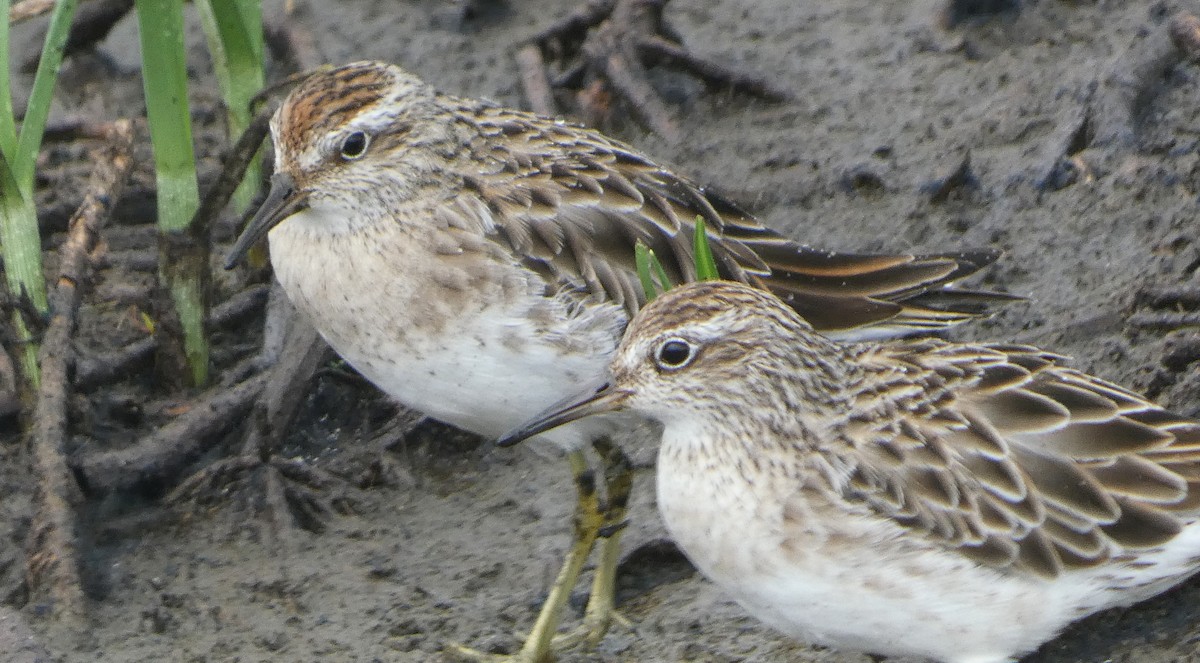 Bécasseau à queue pointue - ML646476586
