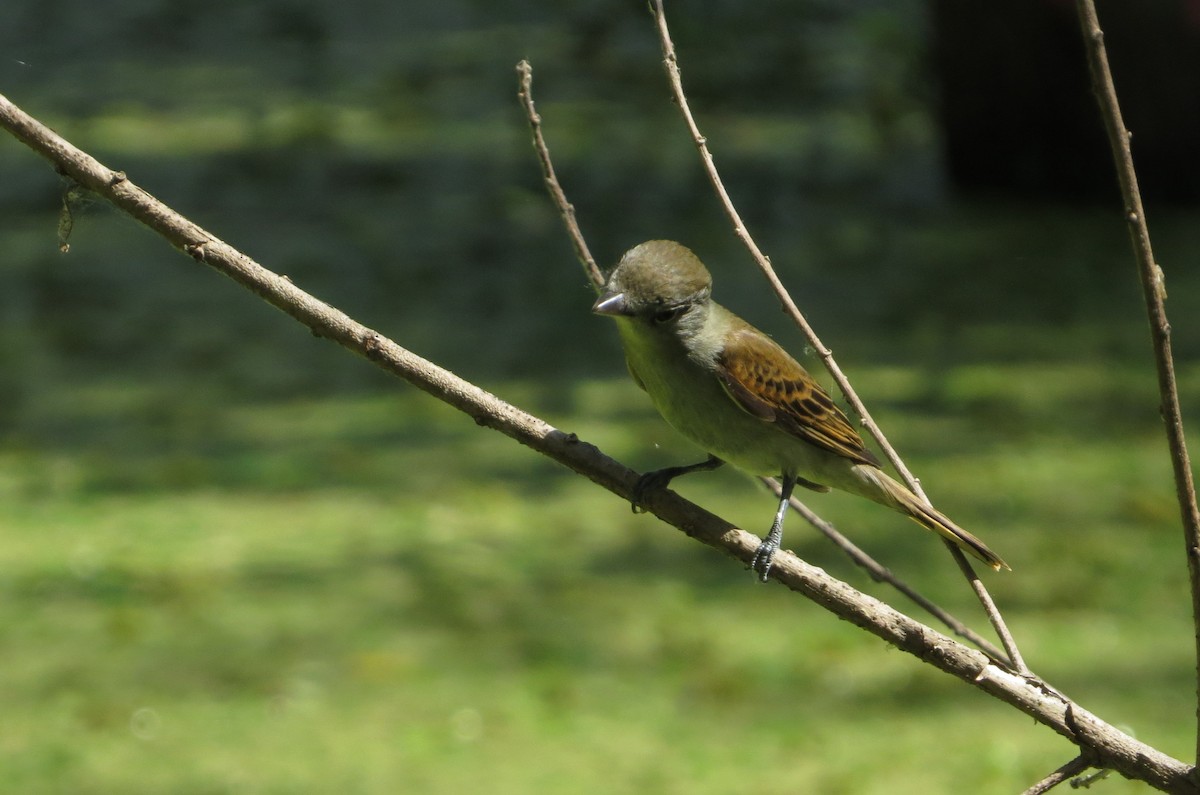 White-winged Becard - ML646476587
