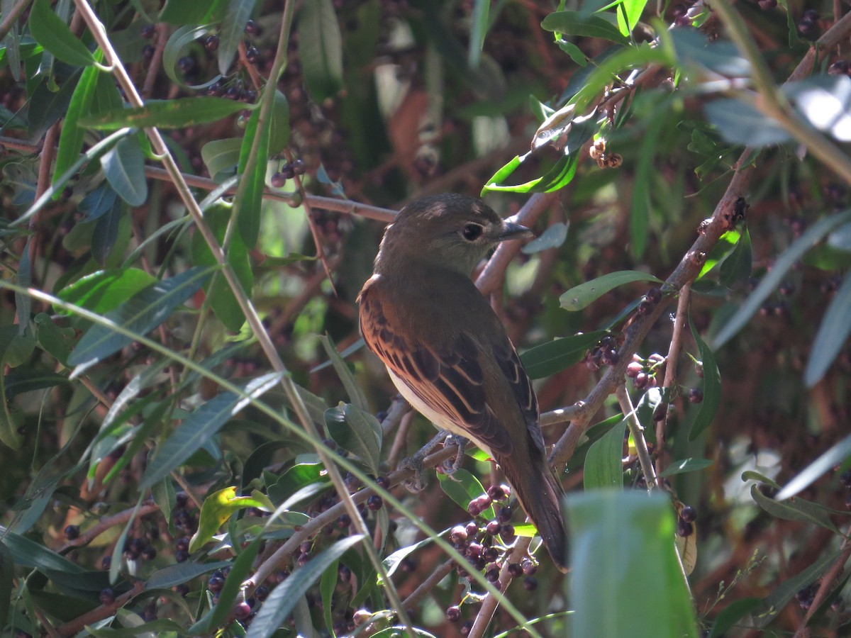 White-winged Becard - ML646476588