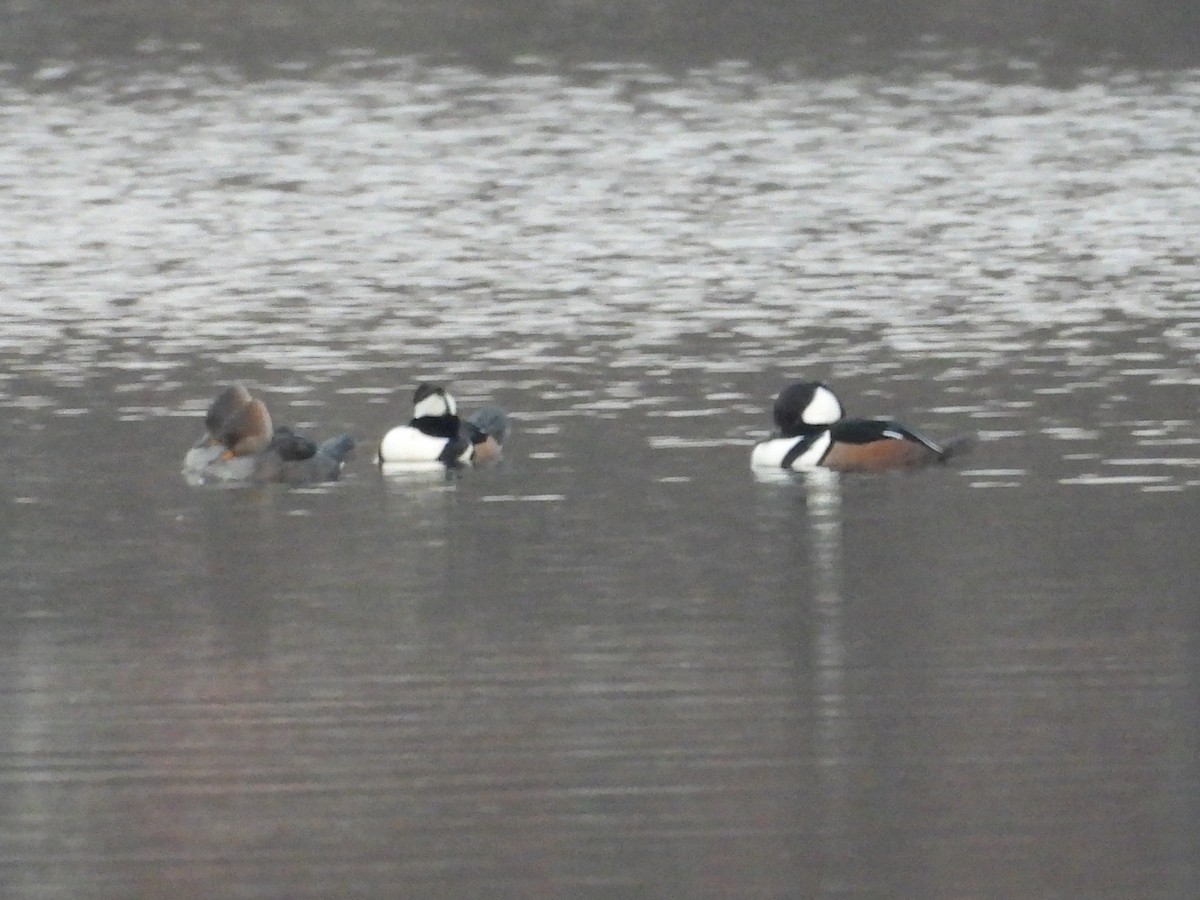 Hooded Merganser - ML646476590