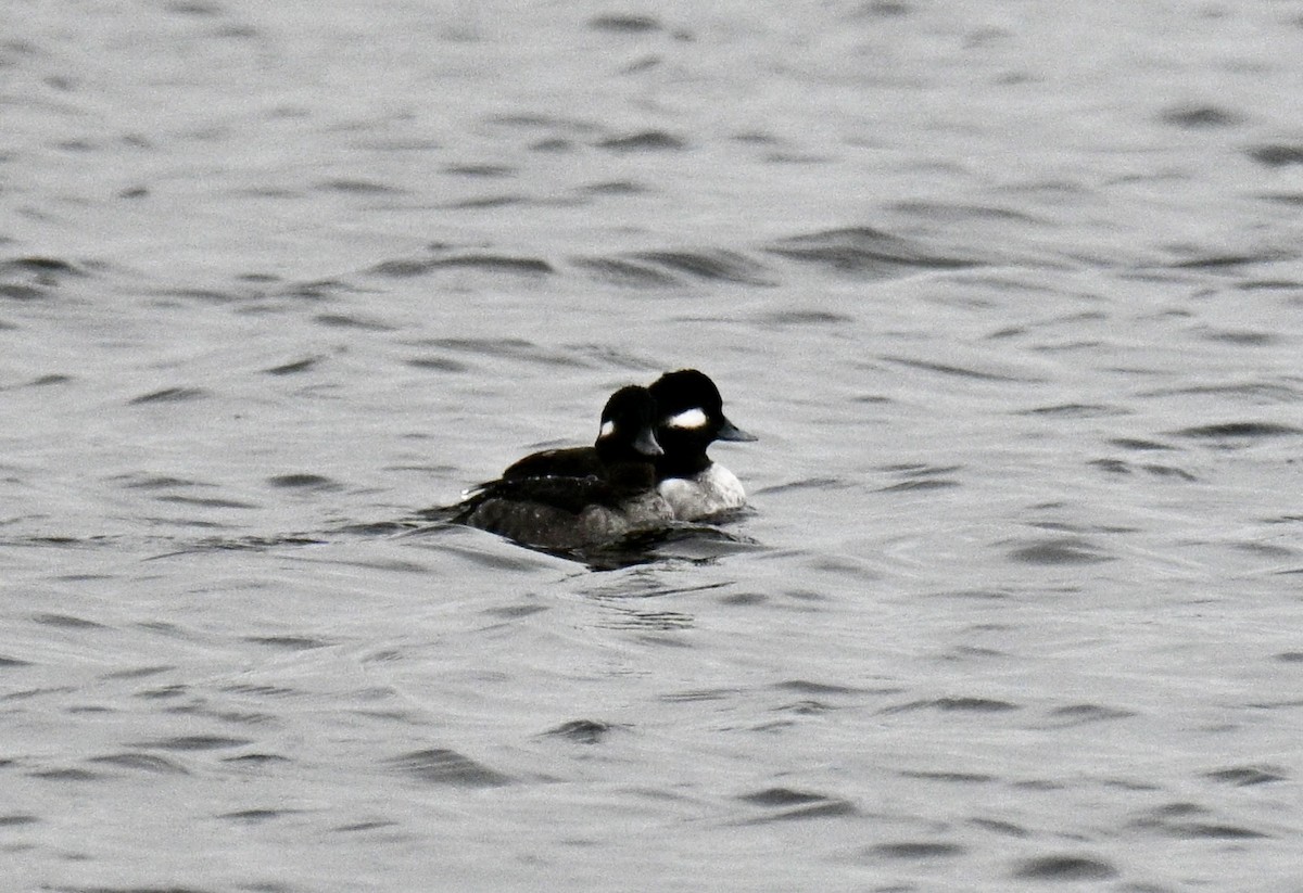 ヒメハジロ - ML646476592