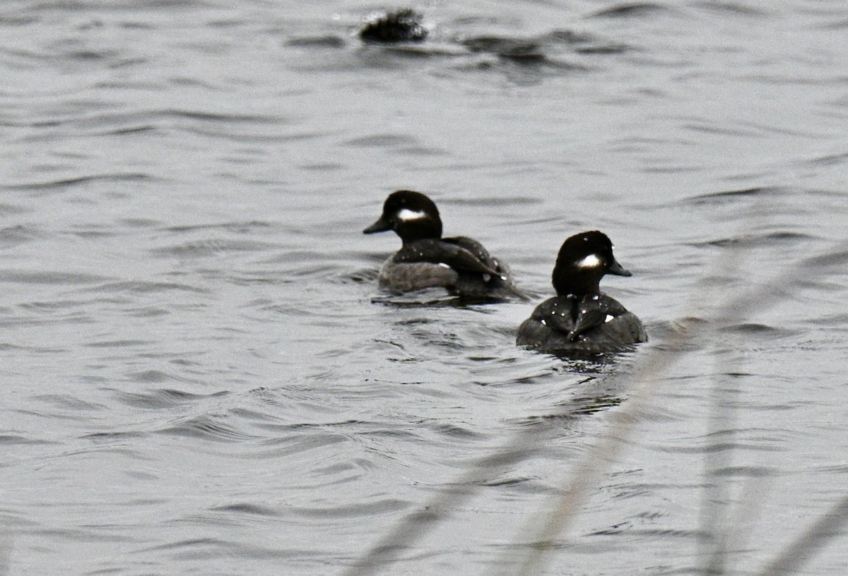 ヒメハジロ - ML646476593