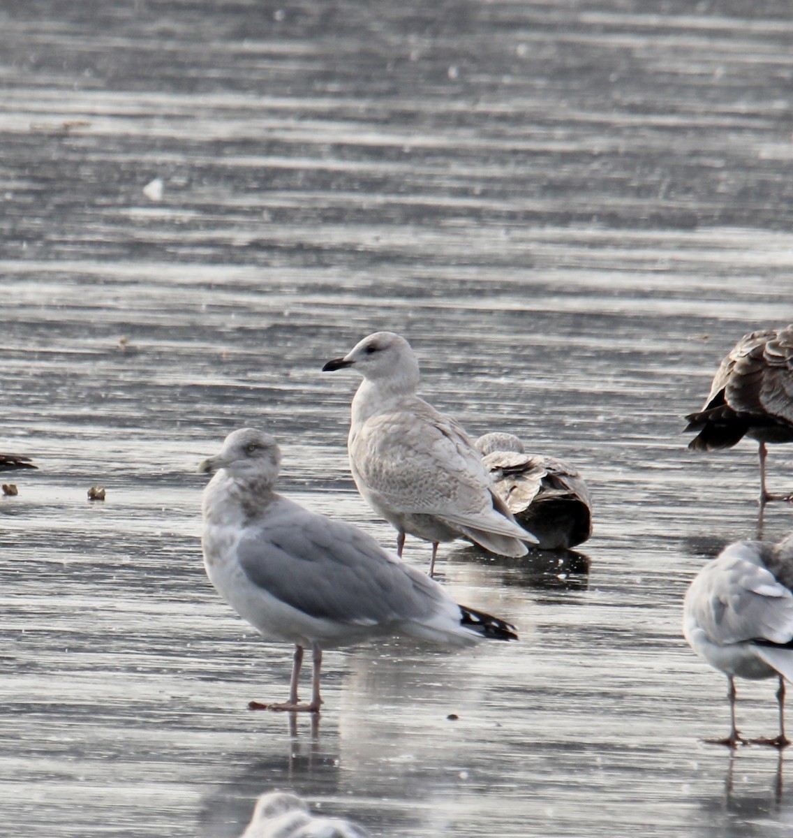 Iceland Gull - ML646476594