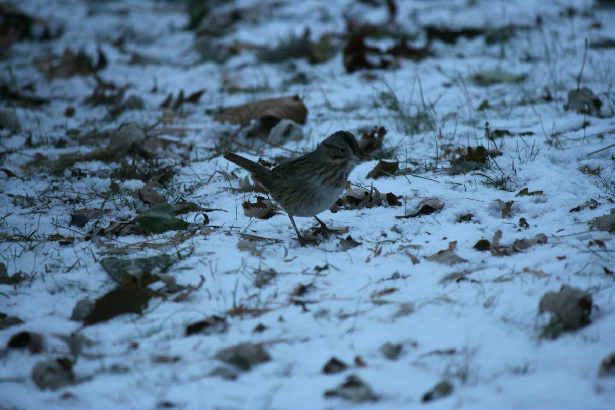 Lincoln's Sparrow - ML646476595