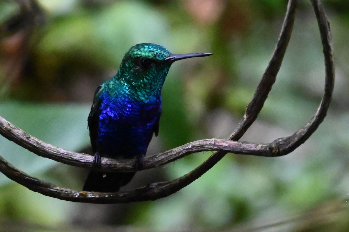 kolibřík fialovobřichý - ML646476596