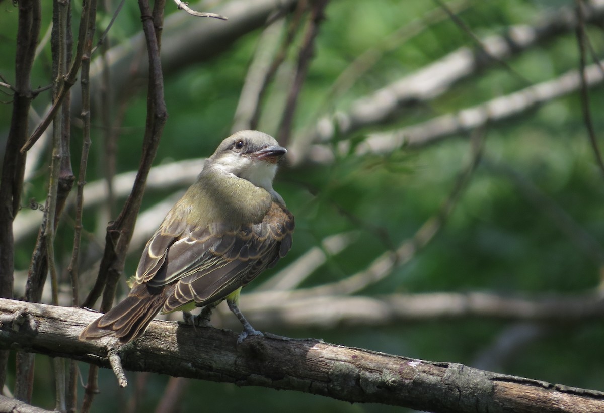 Tropical Kingbird - ML646476598