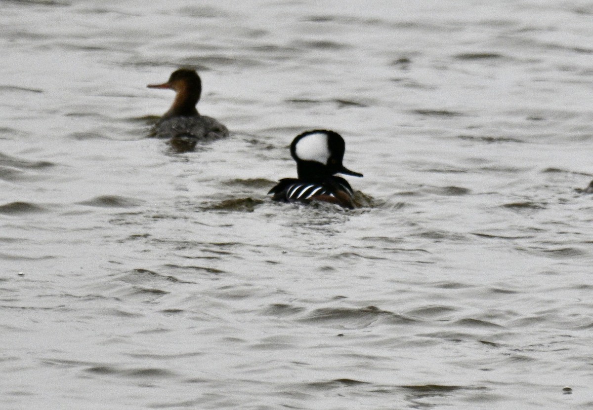 オウギアイサ - ML646476599