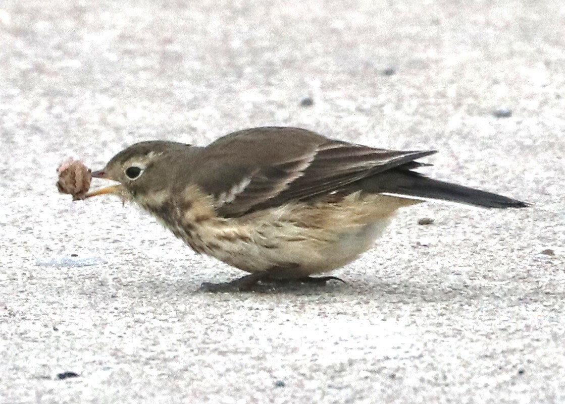 Bisbita Norteamericano - ML646476602