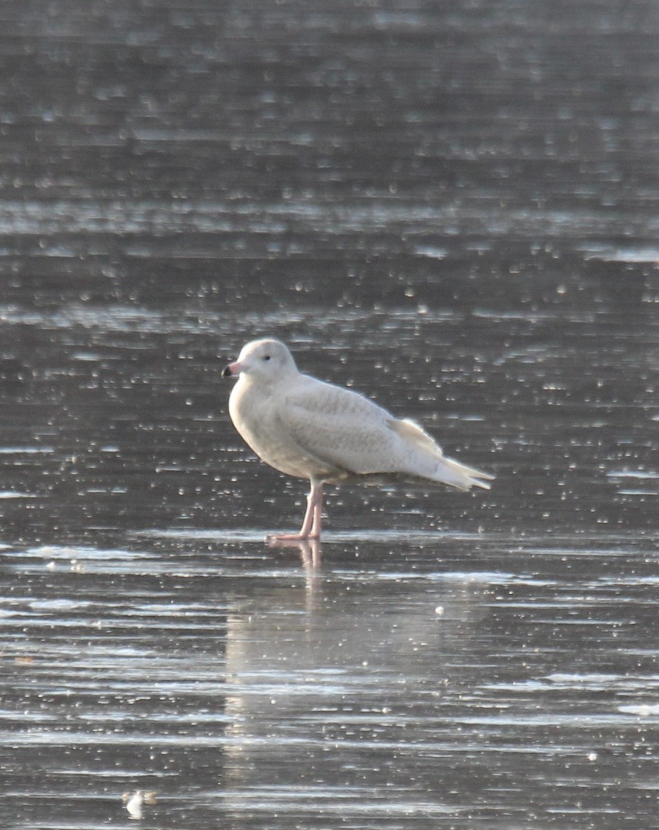 Glaucous Gull - ML646476608