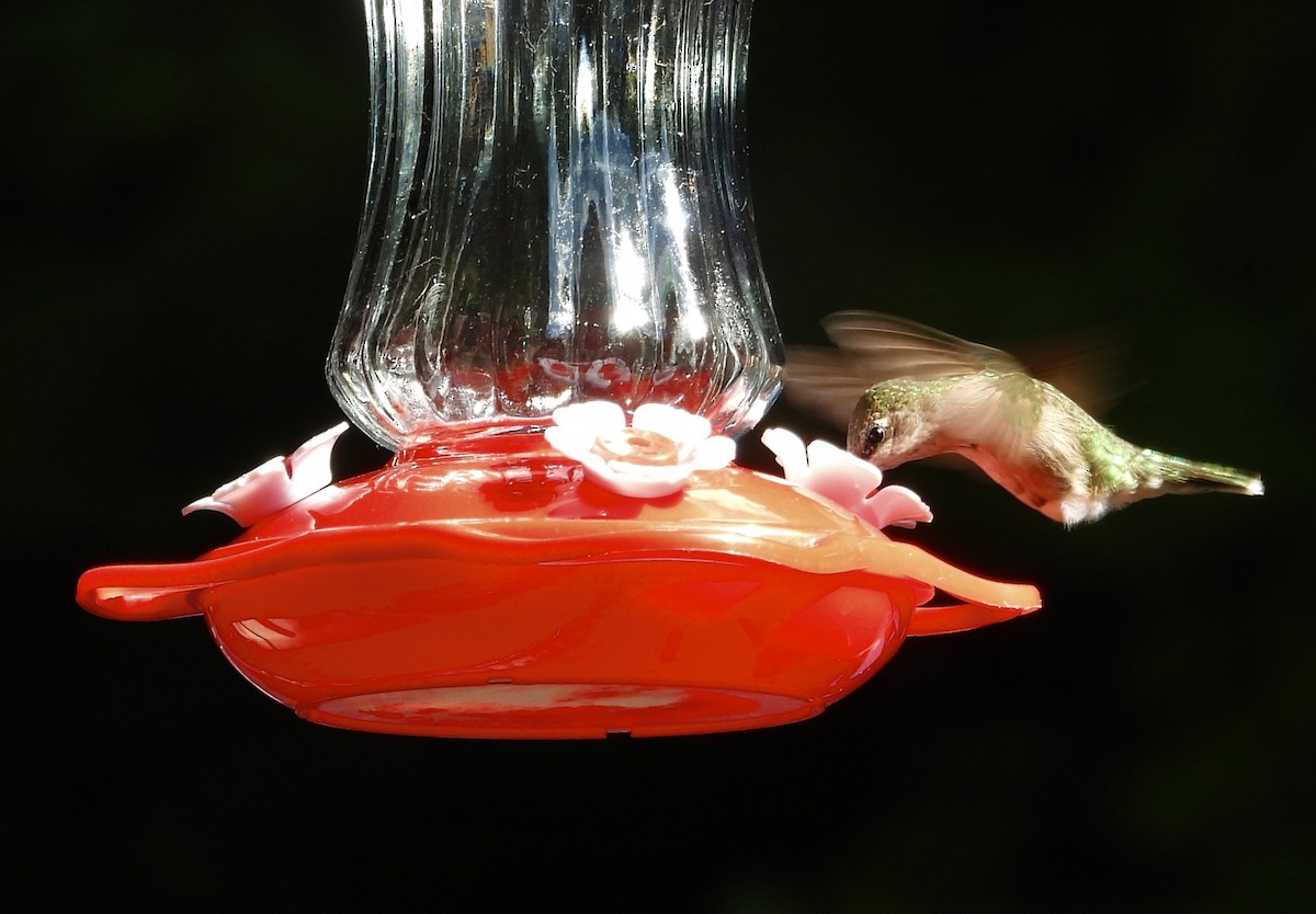 Colibri à gorge rubis - ML646476609