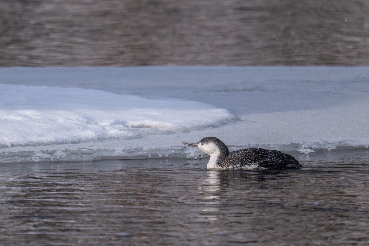 Red-throated Loon - ML646476610