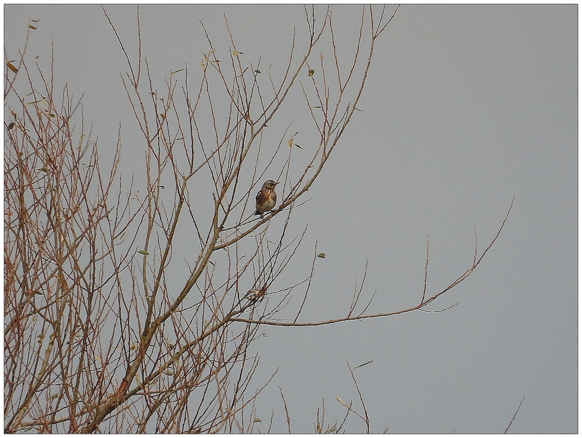 Чикотень - ML646476611