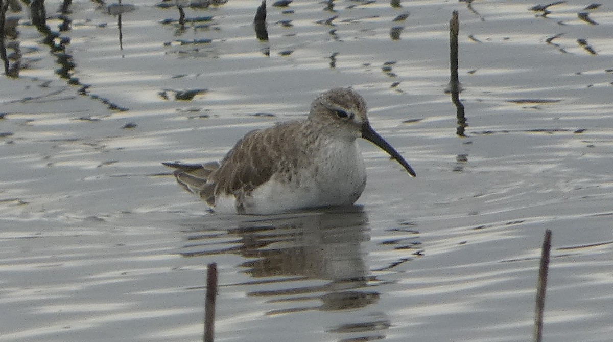 Bécasseau cocorli - ML646476616