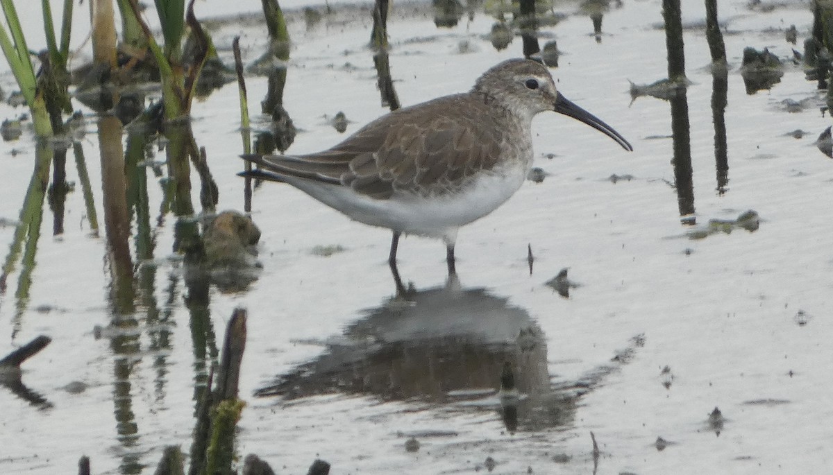 Bécasseau cocorli - ML646476617