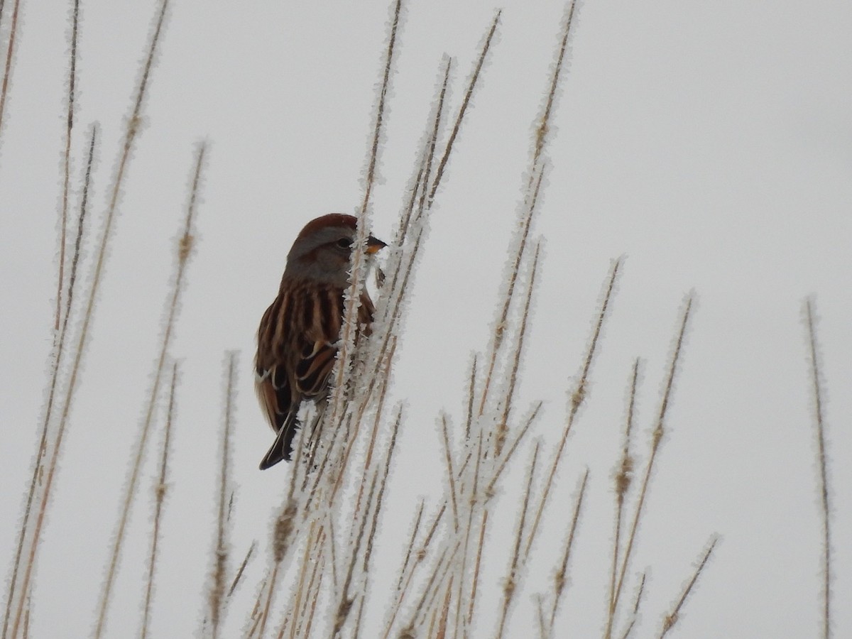 American Tree Sparrow - ML646476618